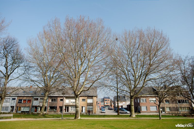 Grauwe abeel