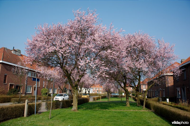 Prunus cerasifera var Nigra
