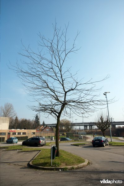 Gleditsia triacanthos Shademaster