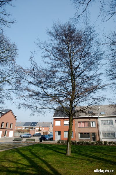 Alnus glutinosa Laciniata