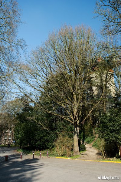Wintereik