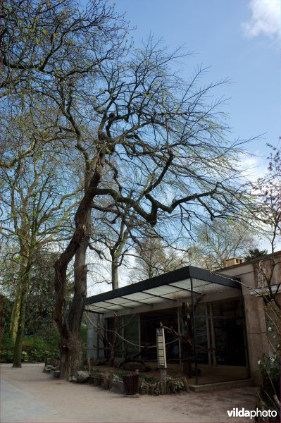 Ulmus glabra pendula