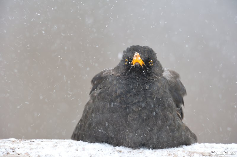 Merel in sneeuwbui