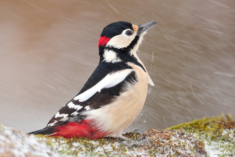 Grote bonte specht in de sneeuw