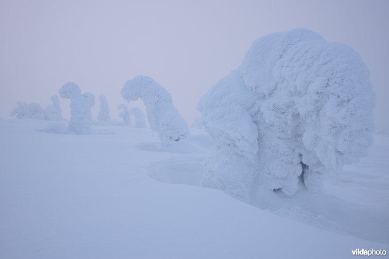 Sneeuwlandschap in Riisitunturi