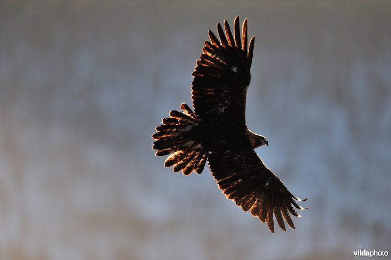 Steenarend in vlucht