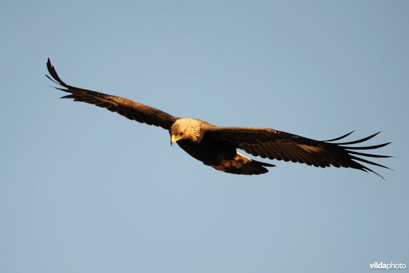 Steenarend in vlucht