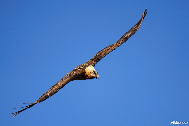 Lammergier in vlucht