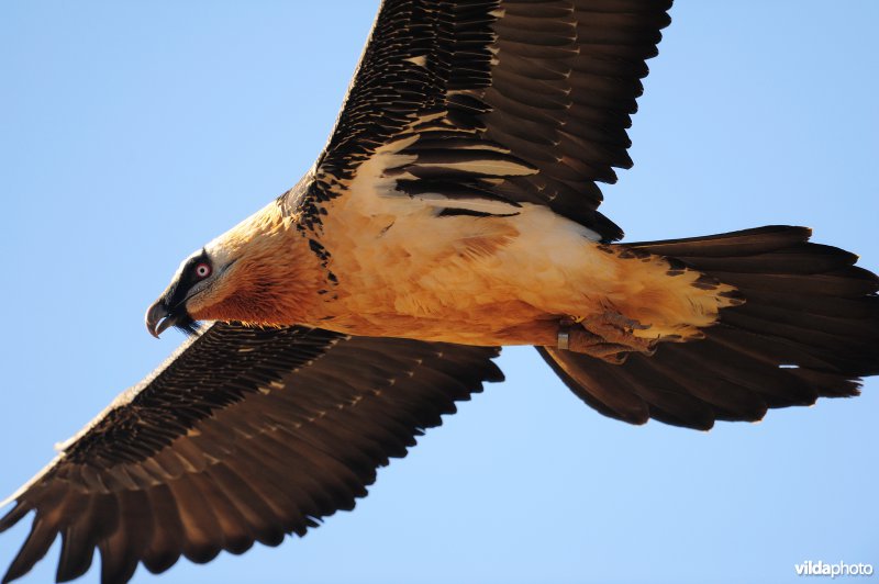 Lammergier in vlucht