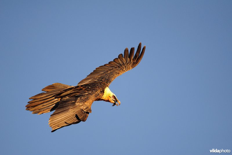 Lammergier in vlucht