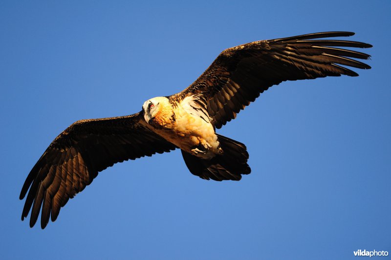 Lammergier in vlucht