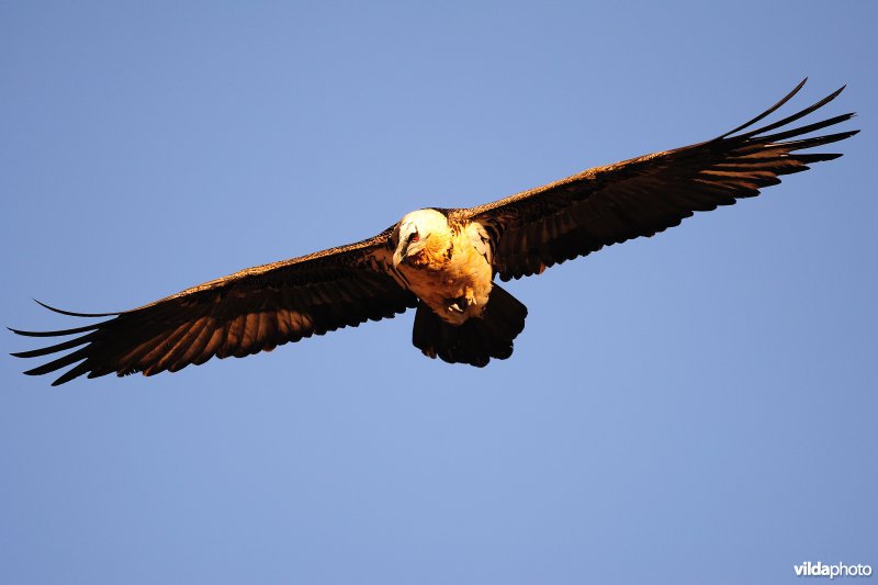 Lammergier in vlucht
