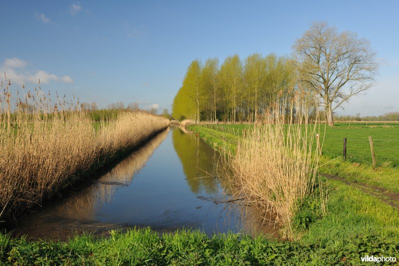 Oude Schelde in de Kalkense meersen