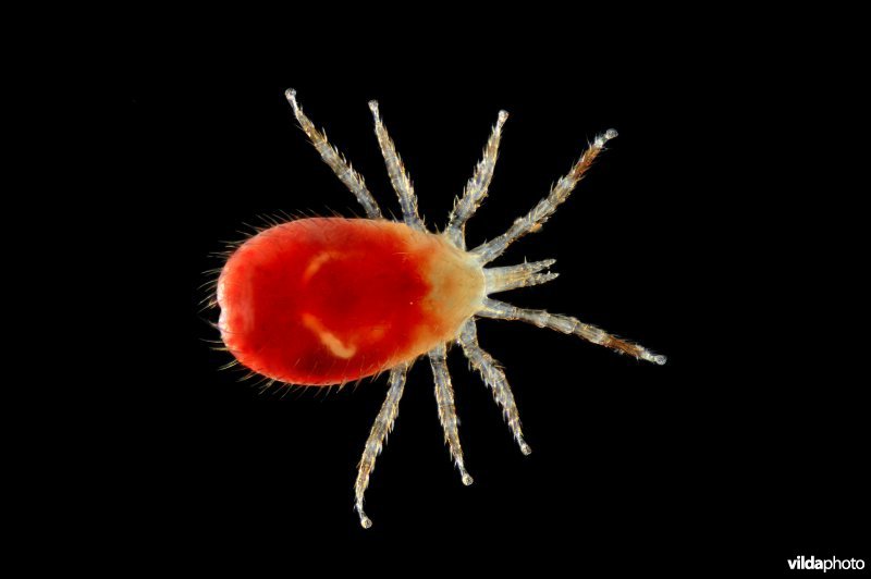 Parasitaire mijt van Dwergvleermuis
