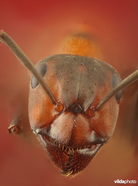 Portret van Rode bosmier