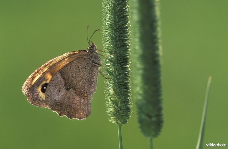 Bruin zandoogje op vossenstaart