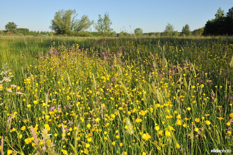 Kalkense Meersen: beeldenstroom reeks 3