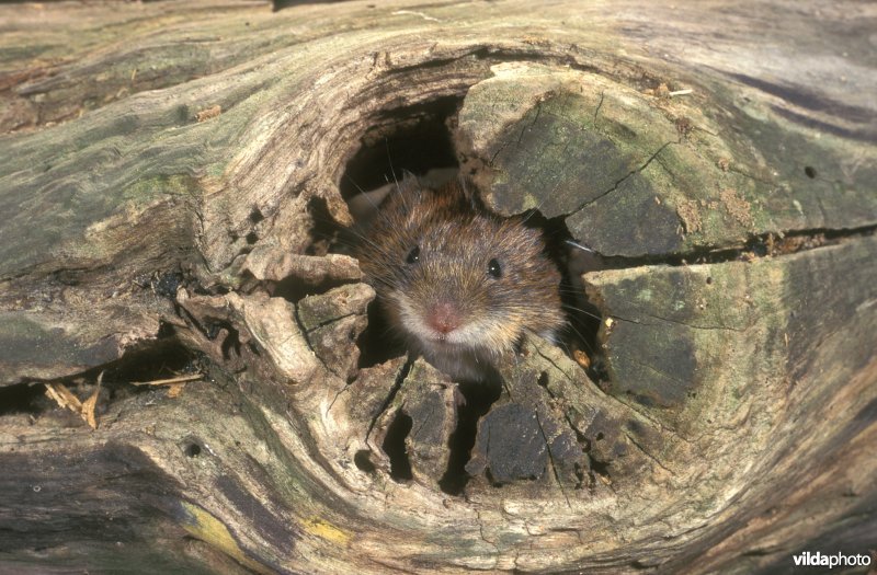 Rosse woelmuis neemt een kijkje