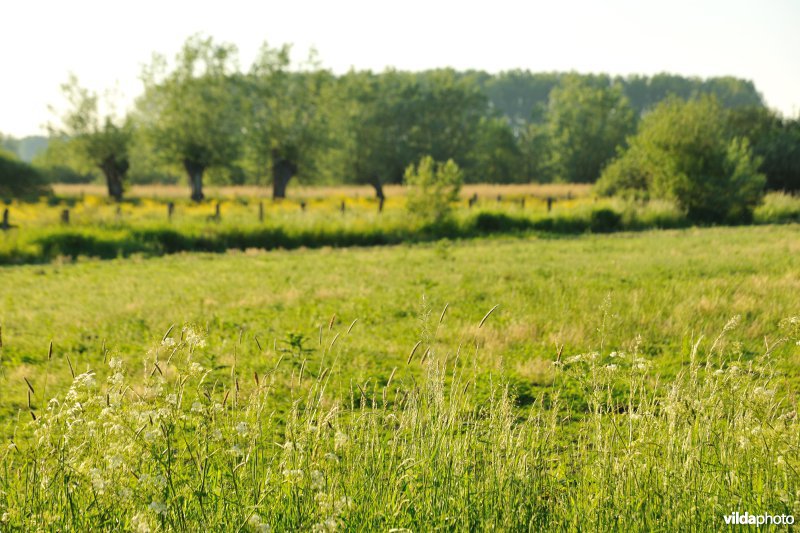 Kalkense Meersen: beeldenstroom reeks 3