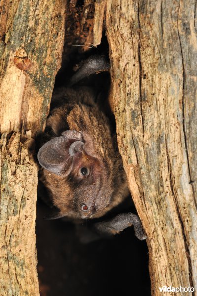 Bosvleermuis in scheur