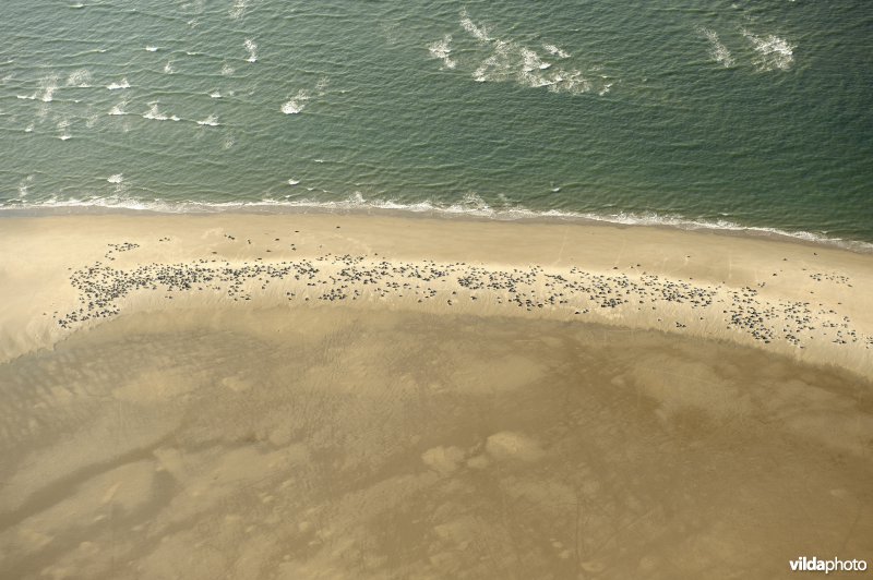 Honderden zeehonden rusten op Richel