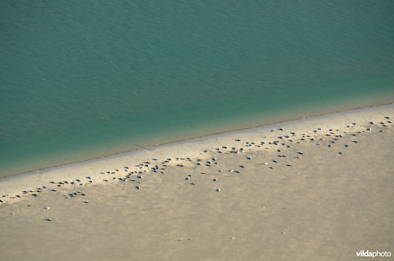 Zeehonden overtijen op zandbank
