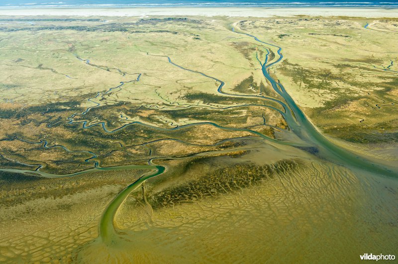 Getijdenkreek in de kwelder van Schiermonnikoog