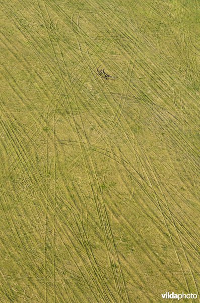 Tractorsporen in grasland