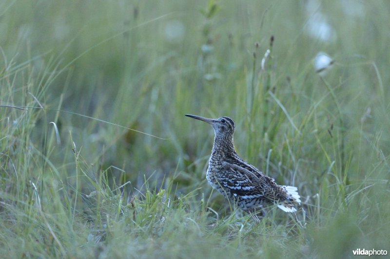 Baltsende Poelsnip in de avondschemering