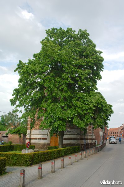 Hollandse linde