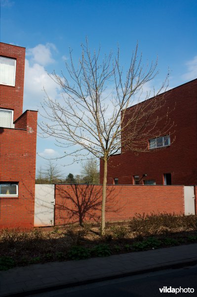 Acer rubrum Scanlon