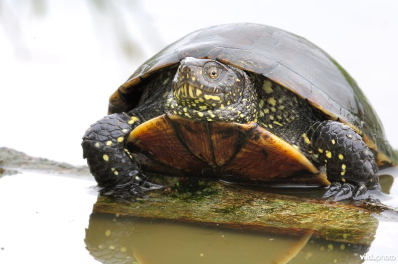 Europese moerasschildpad