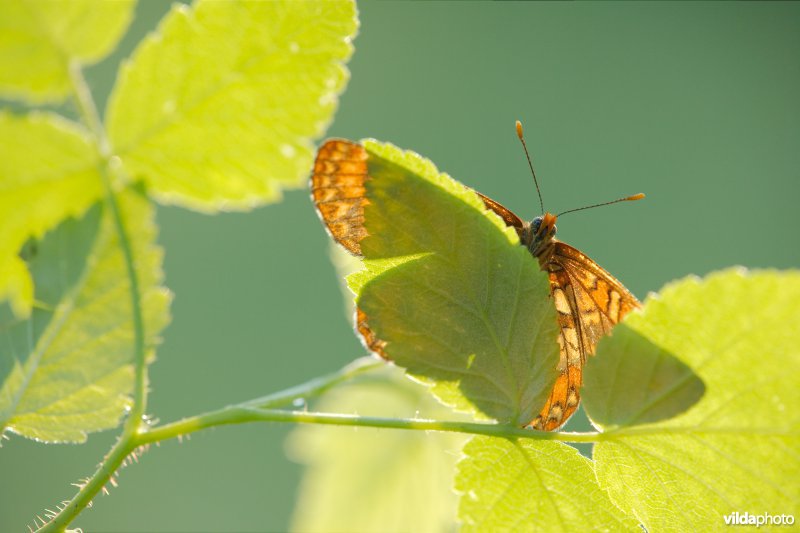 Roodbonte parelmoervlinder