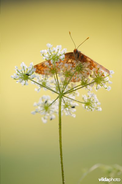 Roodbonte parelmoervlinder