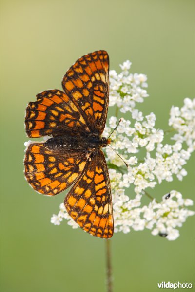 Roodbonte parelmoervlinder