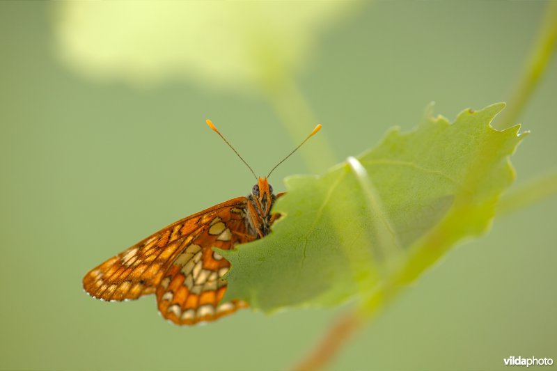 Roodbonte parelmoervlinder