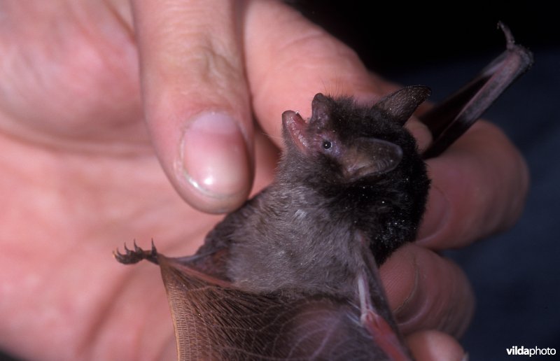 watervleermuis