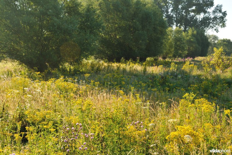 Jakobskruiskruid in het Kalverbos