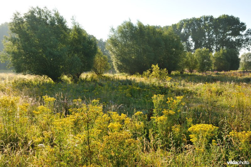 Jakobskruiskruid in het Kalverbos