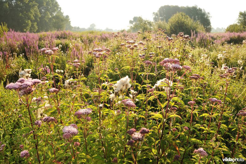 Koninginnnekruid in het Kalverbos