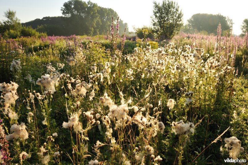 Akkerdistelpluis in het Kalverbos