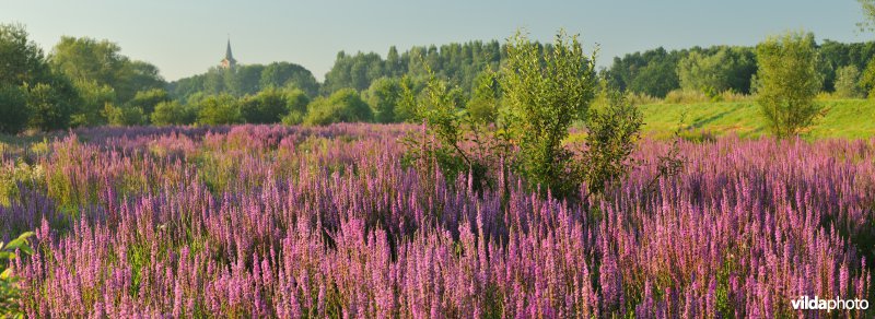 Kattestaart in het Kalverbos