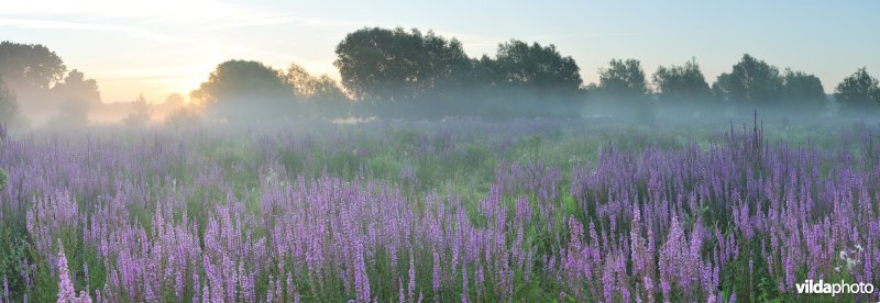 Kattestaart in het Kalverbos