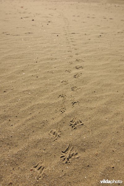 Sporen van Mol in het zand