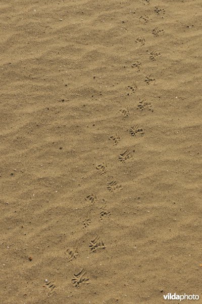 Sporen van Mol in het zand