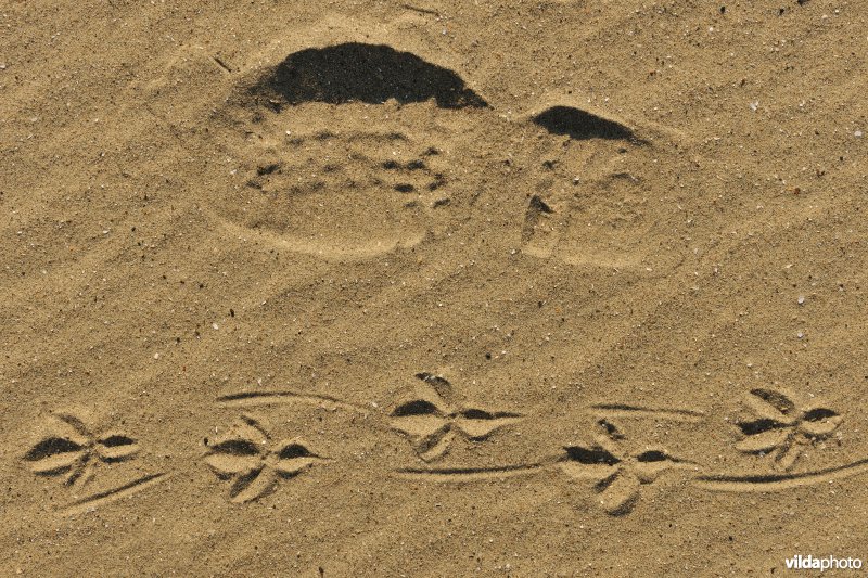 Sporen van kraai in het zand