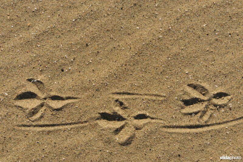 Sporen van kraai in het zand