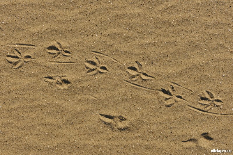 Sporen van kraai in het zand