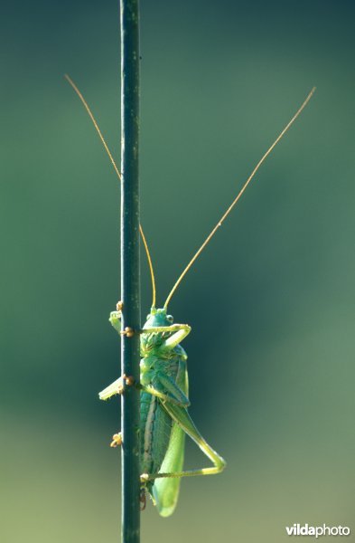 Grote groene sabelsprinkhaan