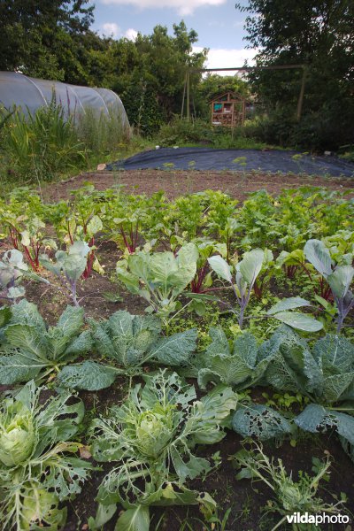 Natuurvriendelijke moestuin